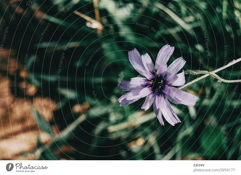 lila Catanache Blume auf einem dunklen Hintergrund Katanache caerulea Fotografie horizontal Wachstum Gartenbau Verwundbarkeit Amorette Zerbrechlichkeit