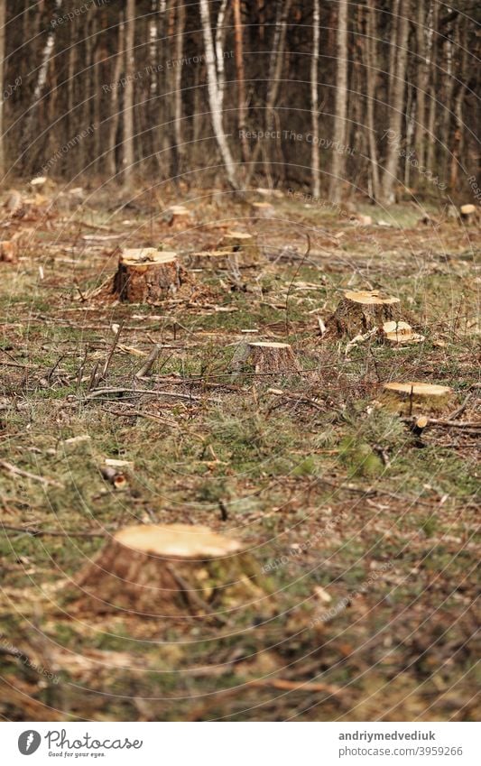 Das Bild nach der Fällung zeigt viele Stümpfe von Nadelbäumen, die im Boden verbleiben. stümpfe nach illegaler Fällung. selektiver Fokus nadelhaltig Bäume Natur