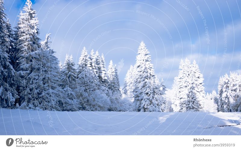 Winterwald wird von der Sonne angestrahlt Tag Farbfoto Natur Außenaufnahme Landschaft Klima Menschenleer weiß Nadelbäume Nadelwald frostig Frost kalt Wintertag