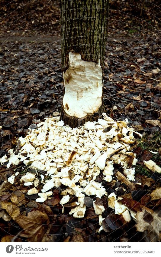 Spuren vom Biber ausflug berlin brandenburg griebnitzsee hauptstadt havel havellandschaft herbst kleinglienicke natur speckgürtel tour tourismus umland wandern