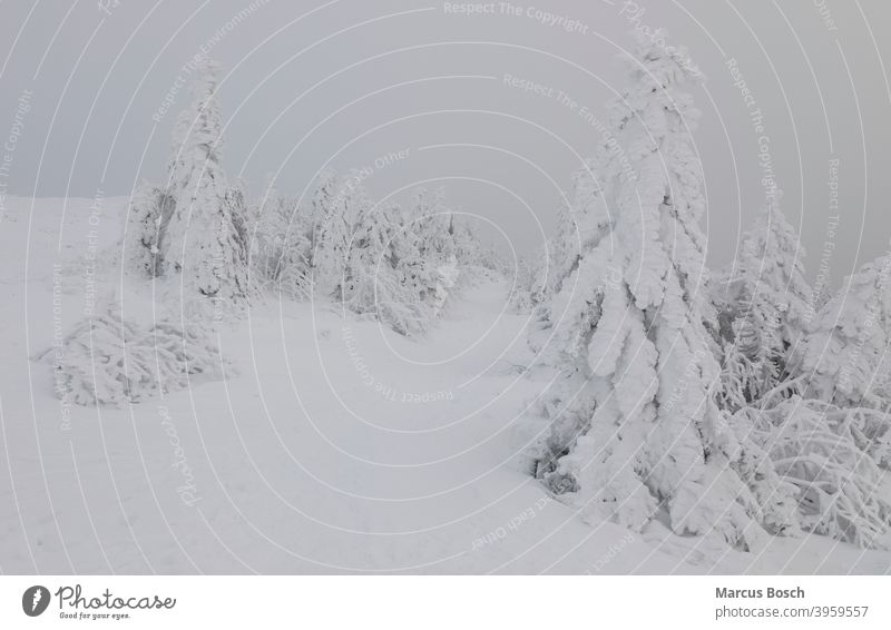 Verschneite Baeume Arbermandl Baum Mittelgebirge Mittelgebirgslandschaft Nadelwald Tiefwinter Waelder Wald Winterzauber angeeist angefroren angeschneit ast