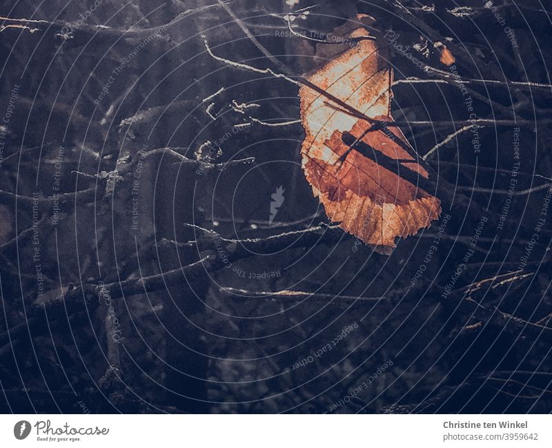 abgestorben | Ein vertrocknetes Herbstblatt - von der Sonne beleuchtet - hängt in den kahlen Ästen. Dunkler Hintergrund mit Zaun Vergänglichkeit Winter Laub