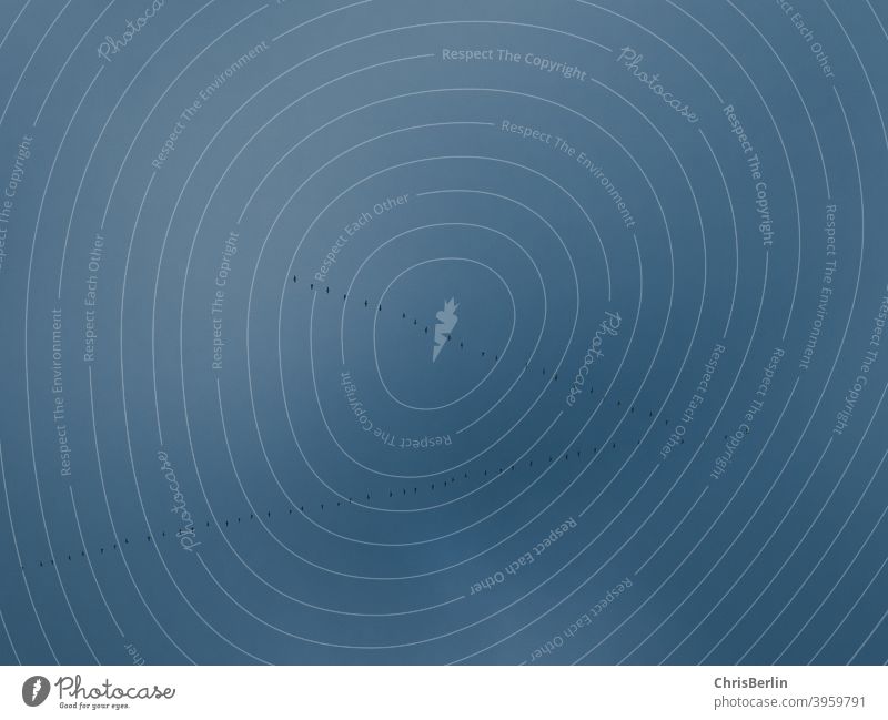 Vogelzug gänse Vogelflug Himmel Schwarm fliegen Vogelschwarm Natur Außenaufnahme Freiheit Tier Zugvogel Herbst frei Tiergruppe Umwelt Farbfoto viele