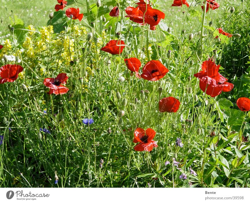 Sommerwiese Mohn Blüte Gras Blume grün Unkraut