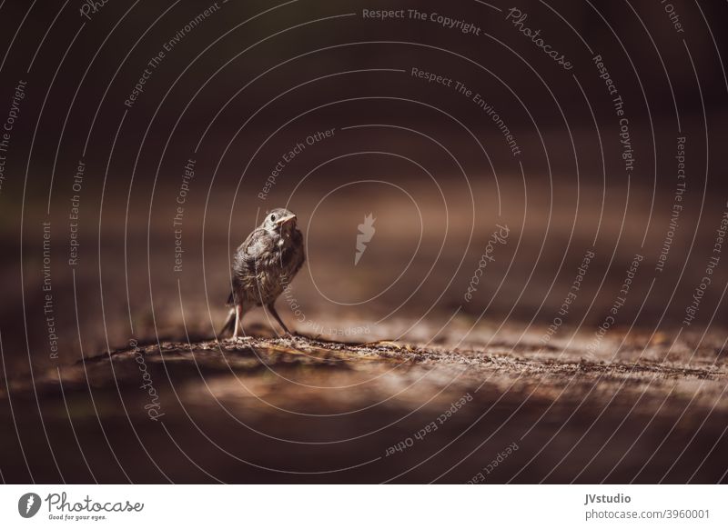 Verlorener Spatz Vogel Natur Farbfoto braun fliegen Flügel Außenaufnahme Tier Sonnenlicht Schatten Schwache Tiefenschärfe