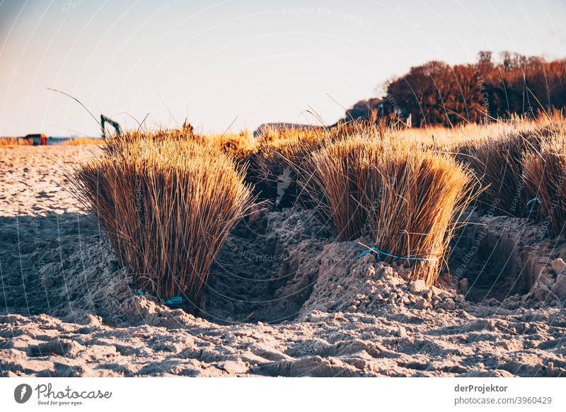 Dünenschutz auf Usedom im Winter V Weitwinkel Panorama (Aussicht) Zentralperspektive Totale Starke Tiefenschärfe Lichterscheinung Kontrast Schatten