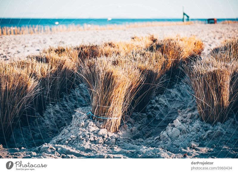 Dünenschutz auf Usedom im Winter IV Weitwinkel Panorama (Aussicht) Zentralperspektive Totale Starke Tiefenschärfe Lichterscheinung Kontrast Schatten