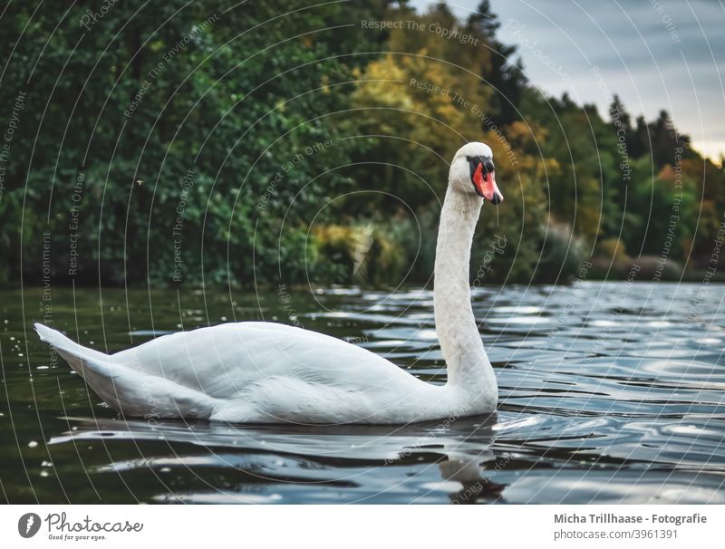 Schwan im See Cygnus olor Höckerschwan Vogel Wildtier Tiergesicht Kopf Schnabel Flügel Hals Feder Auge gefiedert nah Nahaufnahme Außenaufnahme Abend Bäume