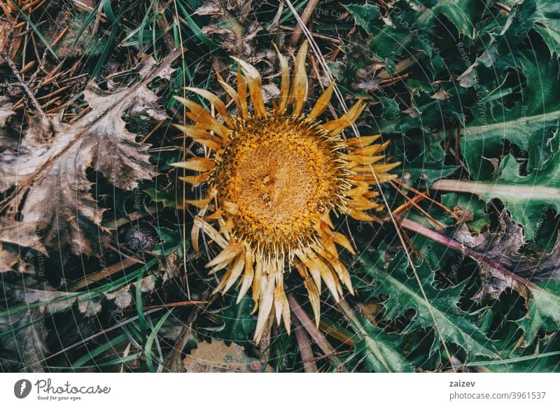 trockene gelbe Carlina-Blüte mit spitzen Blättern carlina Karline-Disteln Schutz Stachel detailliert Stechpalme Silber selten Rosette gold offen einsam