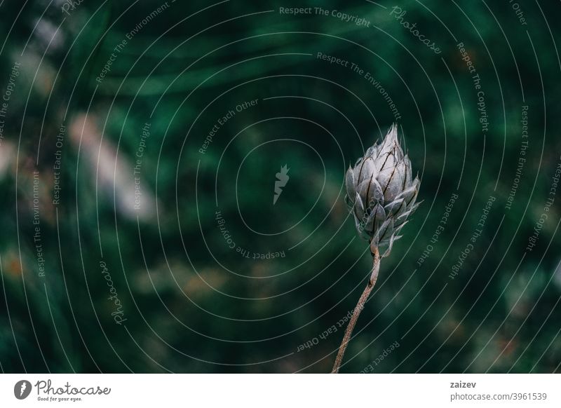 Blüte ohne Blütenblätter von Catananche caerulea Kaerulea Wurfspieß Wachstum Farbbild Zerbrechlichkeit Kräuterbuch Fotografie Blume Natur Schönheit blau