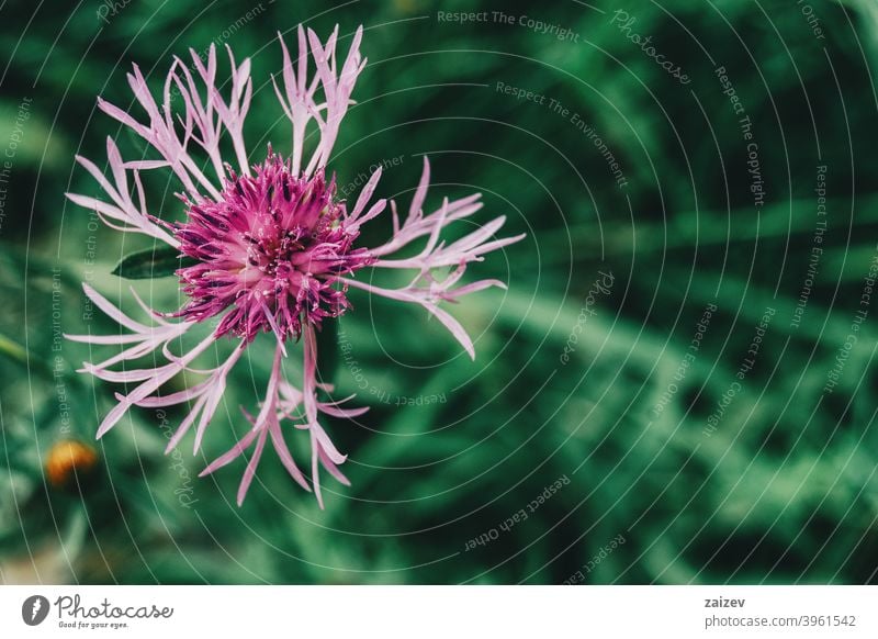 hübsche rosa Blüte der Centaurea aus der Nähe gesehen Zentaurea Tausendjahrfeier centory bunt magenta violett abstrakt Verbundwerkstoff Wachstum vereinzelt