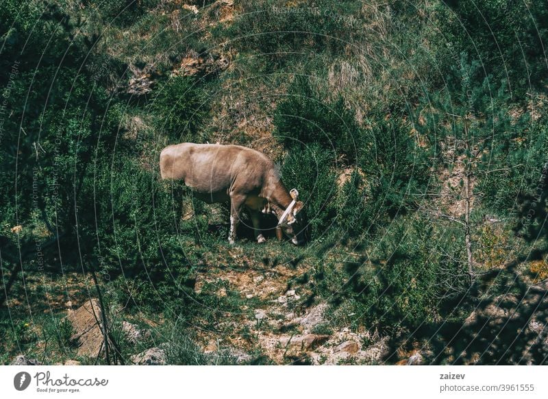 eine Kuh mitten auf dem Feld horizontal Schutz Einfachheit Viehbestand gehörnt Säugetier Biologie bovin hütend Erholung Farben neugierig frei Blick