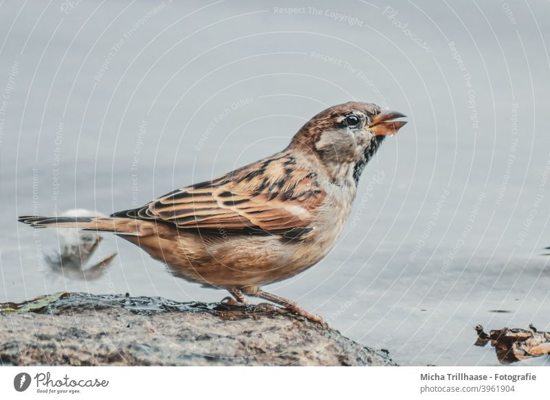 Trinkender Sperling am Seeufer Spatz Haussperling Passer domesticus Tiergesicht Kopf Schnabel Auge Flügel Feder Krallen Vogel Wildtier trinken Durst durstig