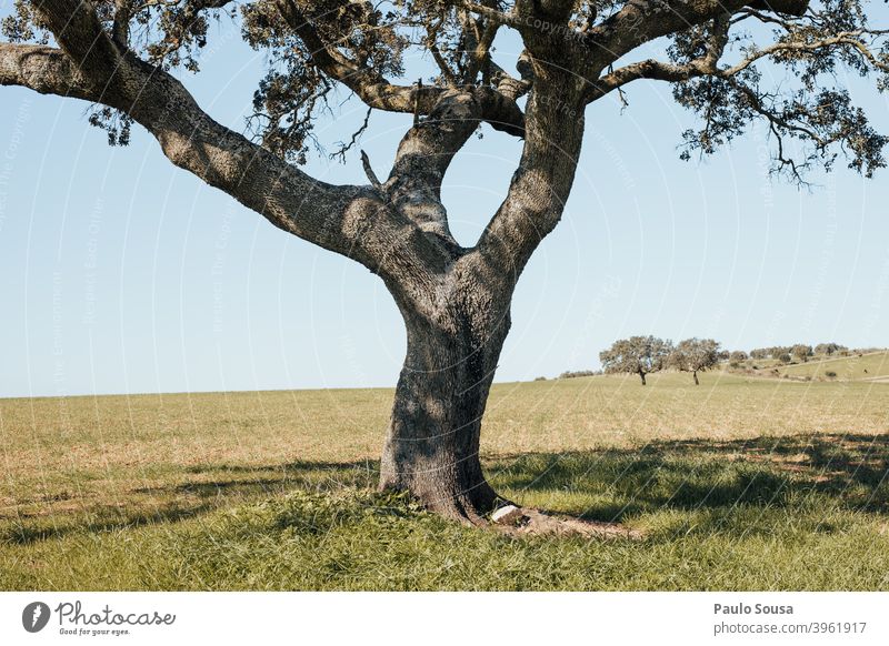 Korkeiche isoliert Cork Eiche Baum vereinzelt Herbst Umwelt Menschenleer grün Blatt Farbfoto Außenaufnahme Pflanze Eichenblatt Natur Herbstfärbung