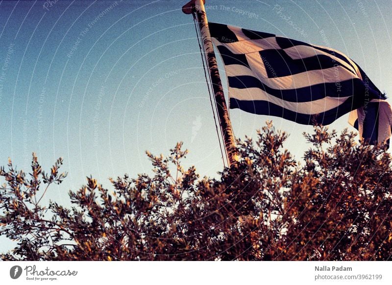 Griechische Flagge analog Analogfoto Farbe Außenaufnahme Griechenland Fahne Fahnenmast Athen Baum Bäume blau weiß Himmel Nationalflagge flattern