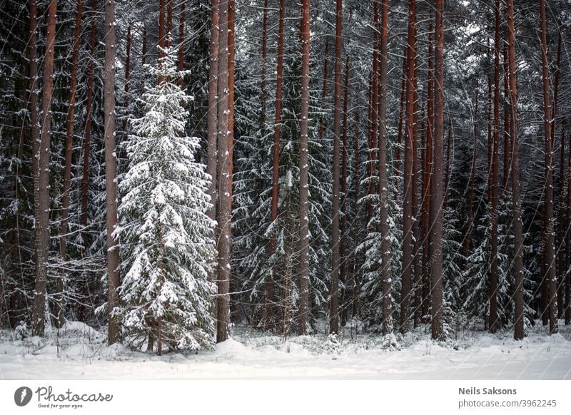 verschneite Tanne im Nadelwald. Kleine vor großen anderen. Vorherrschaft Kiefer nadelhaltig Forstwirtschaft Nadelbaum Baum Winter Schnee Frost Lettland Januar