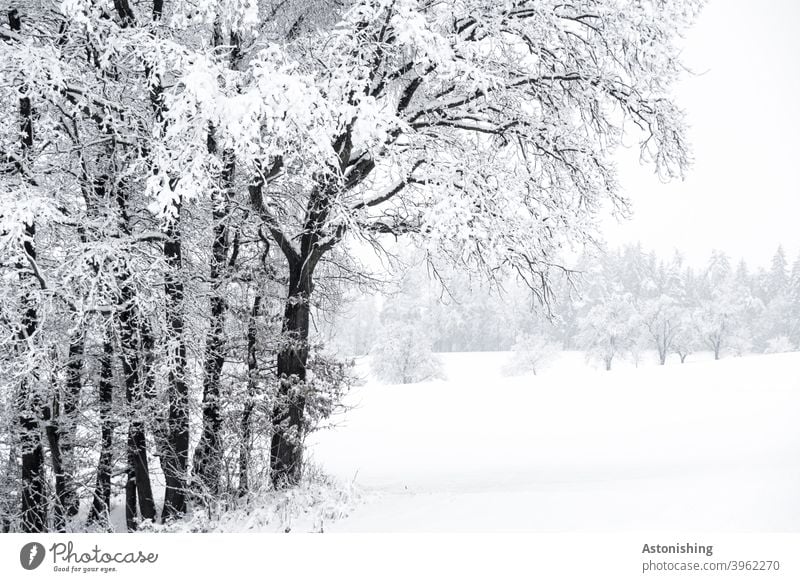 eingeschneite Landschaft Schnee Natur Wald Mühlviertel Österreich Winter weiß Schneelandschaft kalt Kälte Baum Zweige Hügel hell Schneefall Außenaufnahme