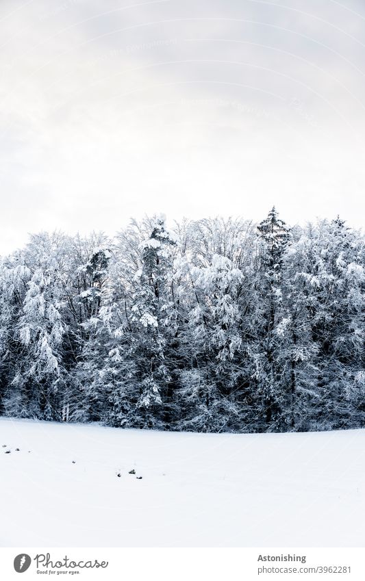 Winterwald Schnee Wald Himmel dicht Baum Bäume Landschaft Natur Nadelbaum Mischwald kalt Kälte schneien Spur Winterlandschaft Schneelandschaft Menschenleer Ruhe