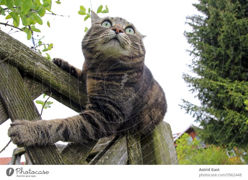 Weitwinkelaufnahme von einer weiblichen braun-schwarzen Katze auf einem Holzzaun baum Porträt hübsch klein dick neugierig neugierige lustig Klick pummelig