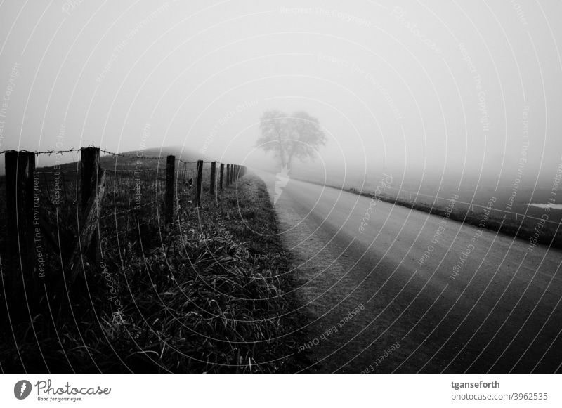 Emsdeich im Nebel Nebelstimmung Außenaufnahme Landschaft Deich Zaun Wege & Pfade Baum Tag schlechtes Wetter Winter grau Menschenleer Landkreis Emsland ländlich