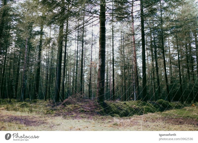 Im Herzogswald Wald Nadelbaum Nadelwald Nutzwald Forstwirtschaft Außenaufnahme Baum Natur Landschaft Menschenleer Baumstamm Waldboden Wege & Pfade Moosteppich