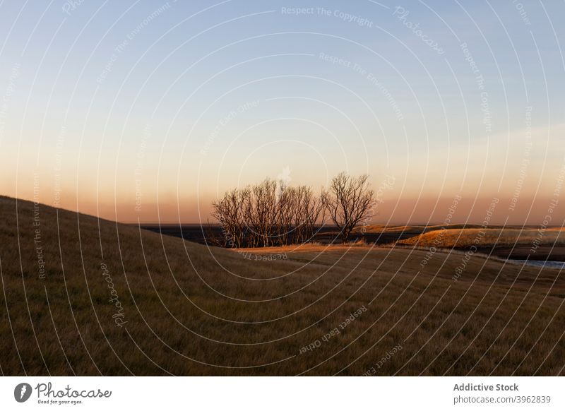 Erstaunliche Landschaft von Bäumen im Feld bei Sonnenuntergang Berghang Baum laublos Natur majestätisch Island Himmel ruhig Dämmerung Abend Abenddämmerung