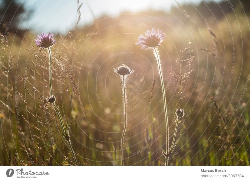 Wiese im Abendlicht Bergwiesen Bluete Blueten Blume Blumen Blumenwiesen Boehmerwald Gegenlicht Huegel Mittelgebirge Mittelgebirgslandschaft Nationalpark Pflanze