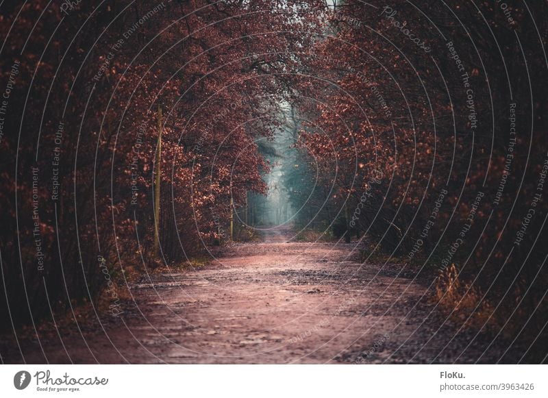 Waldweg im Herbst bei diesigem Wetter Weg Pfad Straße Natur Laub Laubfärbung braun Bäume Baum wandern Spaziergang Landschaft Herbstlaub Umwelt Außenaufnahme