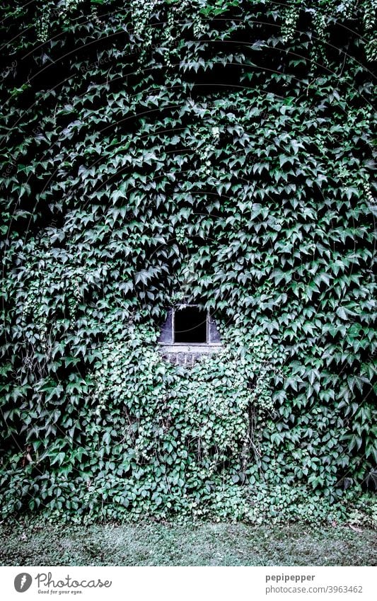 Eine Hauswand aus Efeu mit kleine Fenster mittendrin Wand Hauswandfenster Efeublatt Efeublätter Außenaufnahme Menschenleer Fassade Farbfoto Mauer Gebäude Tag