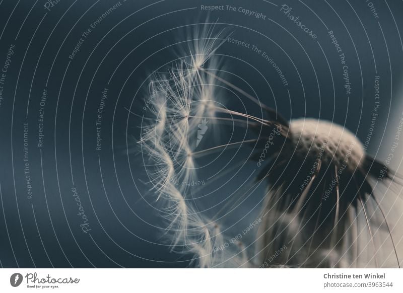 jetzt aber schnell | bevor der nächste Windstoß kommt Löwenzahn Pusteblume Detailaufnahme Taraxacum Pflanze Natur Blume Löwenzahnsamen Makroaufnahme