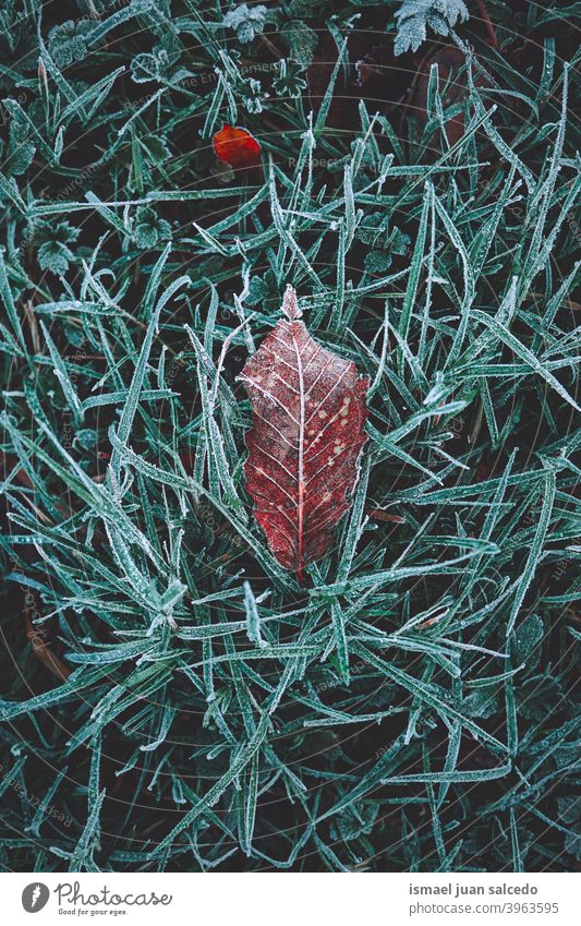 gefrorenes braunes trockenes Blatt in der Wintersaison Blätter trocknen Frost frostig Schnee Eis Boden Natur natürlich Laubwerk Saison abstrakt texturiert