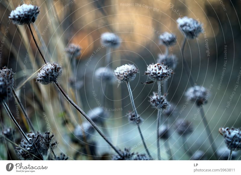 Winterblumen Blume Nahaufnahme Menschenleer Natur vertrocknet verblüht Low Key Sonnenstrahlen Sonnenlicht Lichterscheinung Reflexion & Spiegelung Tag