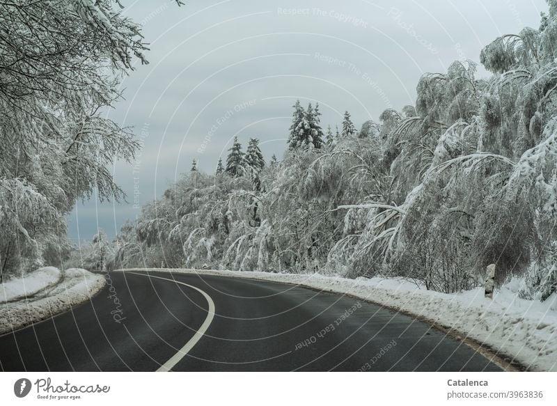 Die Bäume entlang der Straße biegen sich unter der Schneelast Wetter Witterung Winter Kälte Tag Tageslicht Baum Landschaft Natur Pflanze Weiß Jahreszeit brechen