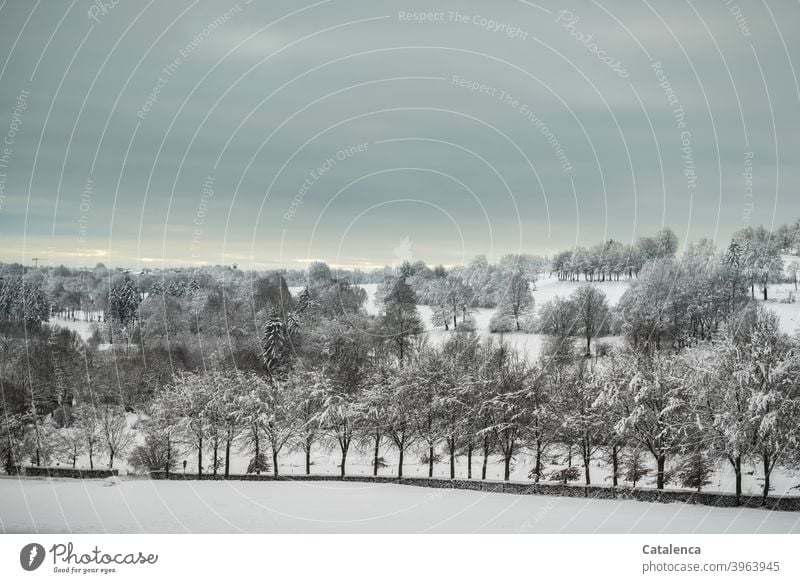 Verschneite Winterlandschaft, mit Wiesen, Baumreihen und Hecken Jahreszeit Weiß Pflanze Natur Landschaft Tageslicht Kälte Schnee Witterung Wetter Himmel Wolken