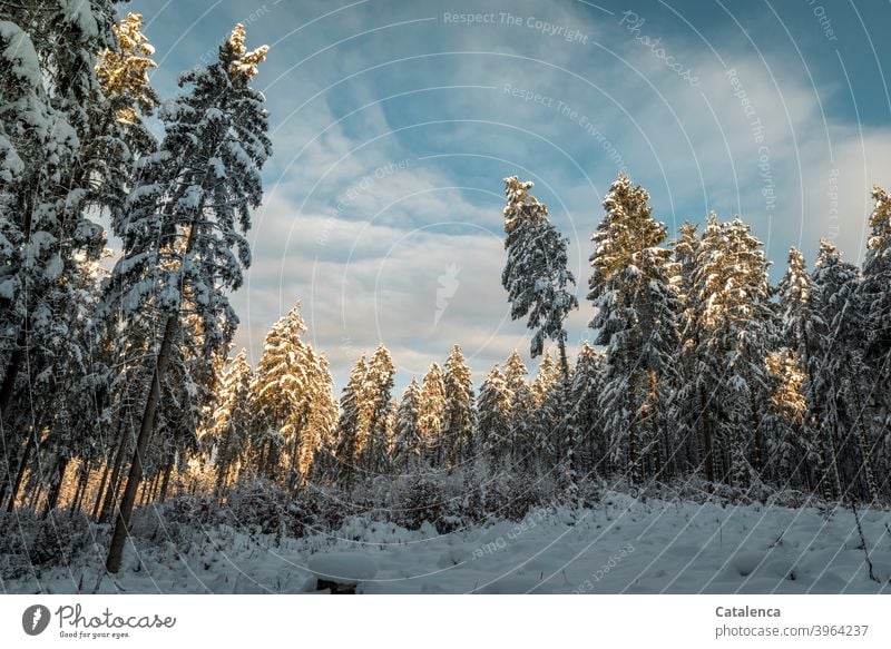 Spät am Nachmittag reißt die Wolkendecke auf, die Spitzen der verschneiten Tannen leuchten auf im Sonnenlicht. Jahreszeit Weiß Pflanze Natur Landschaft Baum