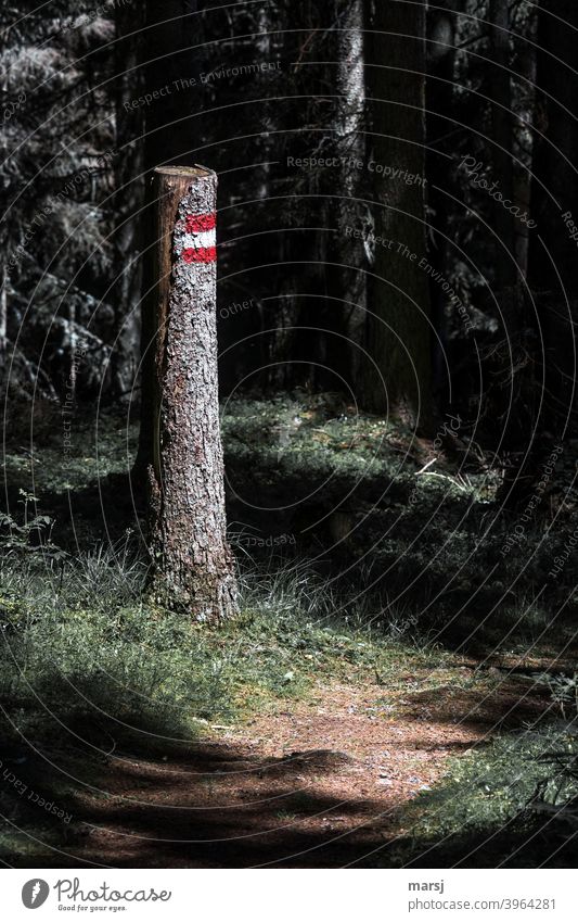 Wanderweg mit Wegmarkierung auf der Rinde an einem abgesägten Baum wandern mehrfarbig Wanderzeichen Hinweis Wegweisend Morgen Wege & Pfade alt Tourismus