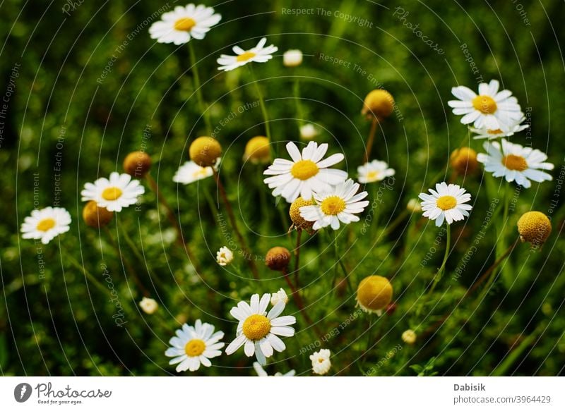 Kamillenblüten Nahaufnahme. Blossom Feld im Sommer Tag Blume Pflanze Echte Kamille grün schön Gänseblümchen Schönheit weiß Hintergrund Natur gelb Frühling Kraut