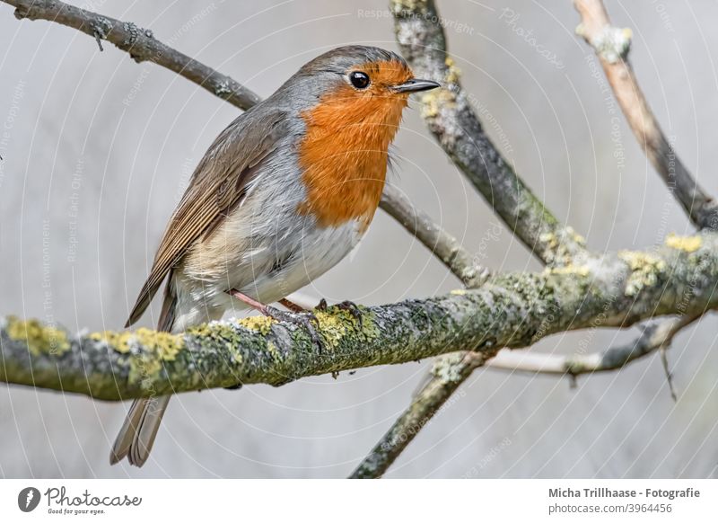 Rotkehlchen auf einem Ast Erithacus rubecula Vogel Wildvogel Tiergesicht Kopf Schnabel Auge Federn Gefieder Flügel Krallen Beine Äste Zweige Zweige u. Äste