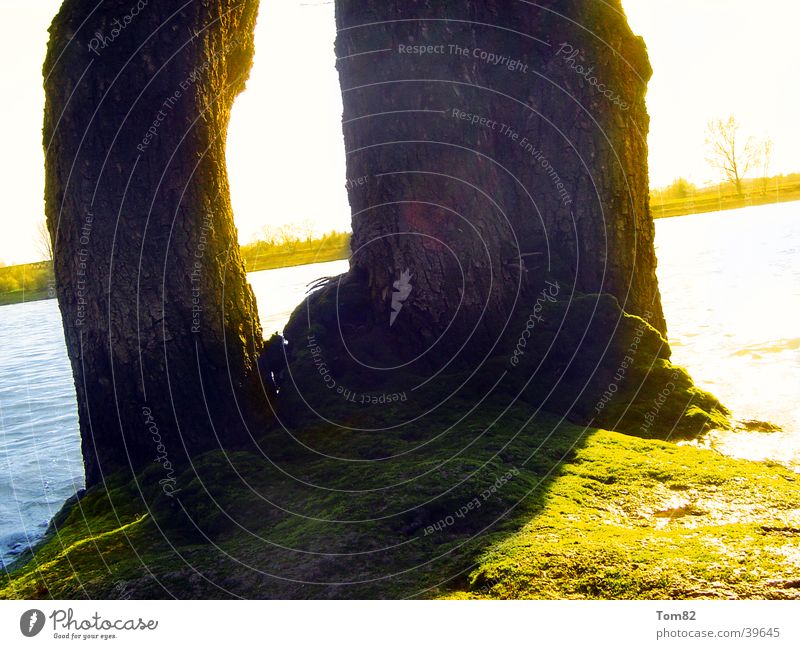 baum am wasserrand Baum Licht Wasser Sonne Schatten Natur