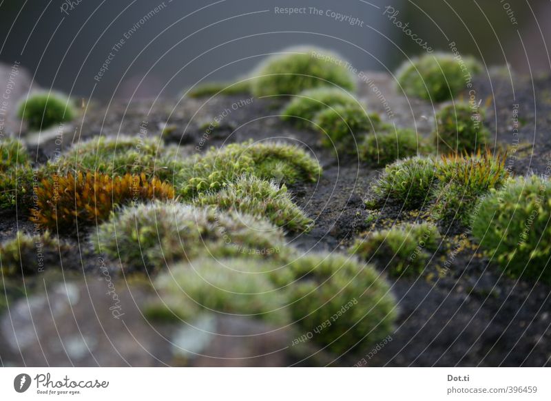 polsterization Natur Pflanze Moos Mauer Wand weich grün Mauerpflanze Mauermoos Stein Polster Hügel Botanik Farbfoto Gedeckte Farben Außenaufnahme Nahaufnahme