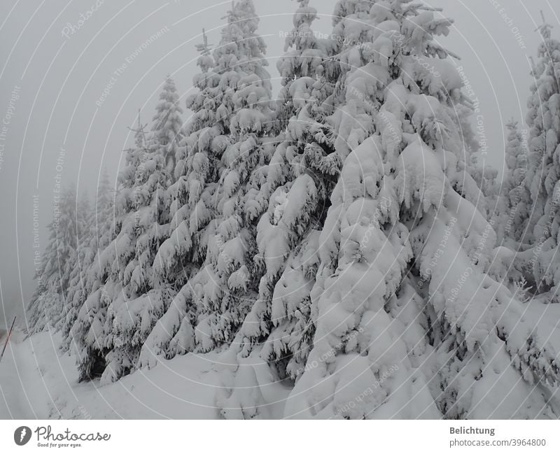 Winterwald Schafe tannen Wald Harz