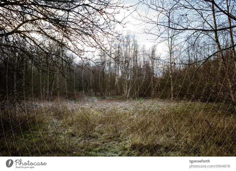 Lichtung im Moor Birkenwald Menschenleer Farbfoto Außenaufnahme Landschaft Wald Natur Winter natürlich naturbelassen wild Wildpflanze Gedeckte Farben Waldboden