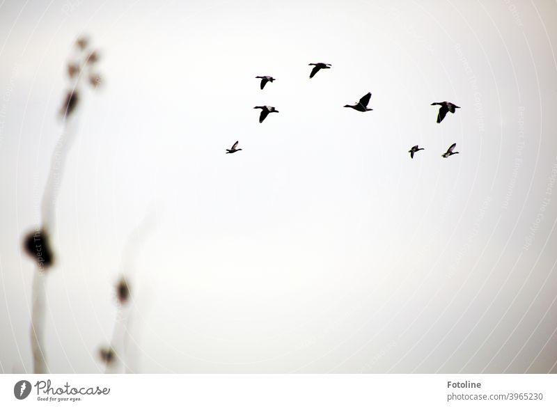 5 nach links, 3 nach rechts. Was für ein Durcheinander am Himmel. Ein Gänseschwarm fliegt vor dem grauen Winterhimmel umher. Im Vordergrund zwei Stängel Gestrüpp.