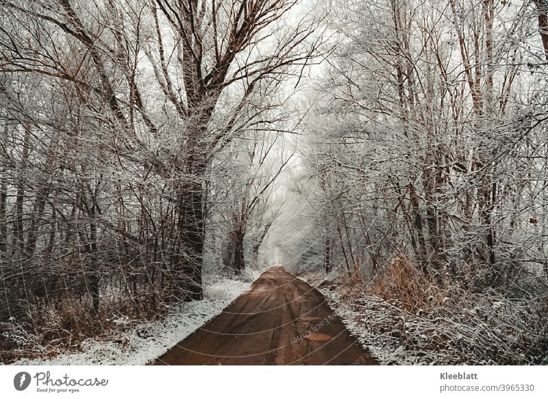 Leise rieselt  der Schnee - still und leise bedeckt er Wald und Flur - Winter Wintertraum Schneeflocken Schneedecke Außenaufnahme Menschenleer Schneefall Natur