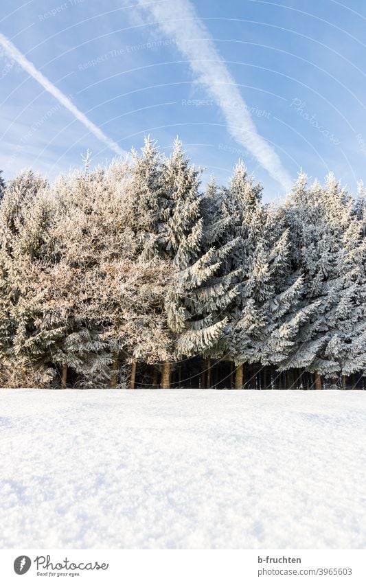 Winterwald, Winterlandschaft, Kalter Wintertag Schnee kalt Wald Baum Natur Frost Außenaufnahme Winterstimmung Schneelandschaft Schneedecke Tag