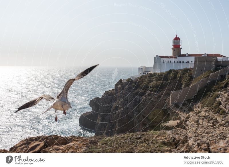 Möwe Flug über Klippe in der Nähe von Leuchtturm Küstenlinie Leuchtfeuer felsig Berge u. Gebirge mediterran Horizont Seeküste Tourismus Heiliger Vinzenz