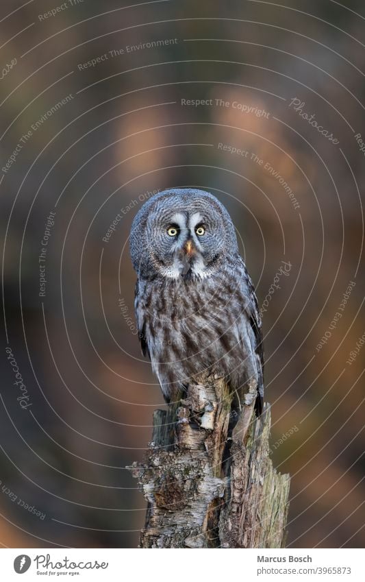 Bartkauz, Strix nebulosa, Steinkauz Eule Eulen Eulenvogel Greifvoegel Greifvogel Raubvoegel Strix-Nebulosa Vögel Tier Tiere Vogel eulenvoegel kaeuze