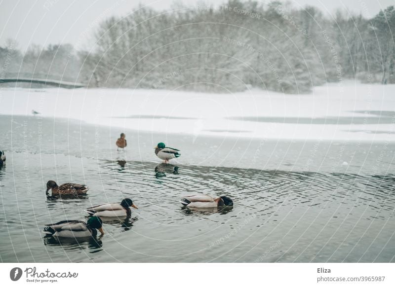 Enten auf einem See in einer schneebedeckten Landschaft im Winter Schnee Park kalt Wasser Eis Natur Bäume Winterlandschaft Schneelandschaft grau weiß