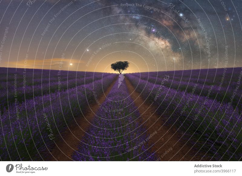 Milchstraße über Lavendelfeld bei Nacht Feld Milchstrasse sternenklar Himmel Stern Landschaft spektakulär Natur einsam Baum purpur Blume malerisch prunkvoll