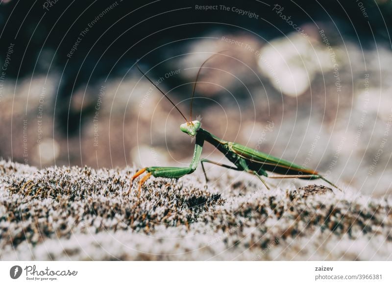 Eine grüne Gottesanbeterin auf einem Felsen mantodea Raubtier jagen lebend Länge Wissenschaft Auge Leben Fleischfresser Blick Kreatur Krallen Biologie